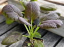 Pak Choi 'Arax'