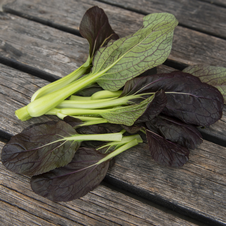 Tatsoi F1 'Tatsoi Red' 
