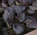 Tatsoi F1 'Tatsoi Red' 
