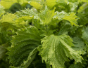 Grüner Shiso ‘Green Ruffled‘