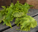 Grüner Shiso ‘Green Ruffled‘