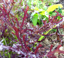 Blattsenf 'Moutarde Rouge Metis'