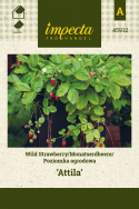 Walderdbeere 'Attila'