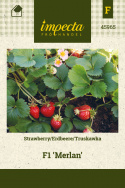 Erdbeere 'Merlan'