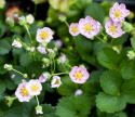 Erdbeere 'Merlan'