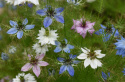 Jungfer im Grünen 'Persian Jewels'