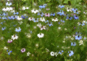 Jungfer im Grünen 'Persian Jewels'