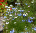 Jungfer im Grünen 'Persian Jewels'
