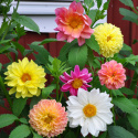 Dahlie 'Giants'