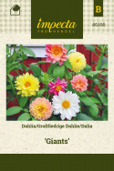 Dahlie 'Giants'