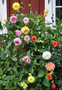 Dahlie 'Giants'