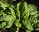 Spinat 'Bazaroet'
