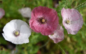 Klatschmohn 'Mother of Pearl'