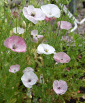 Klatschmohn 'Mother of Pearl'
