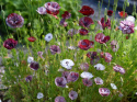 Klatschmohn 'Pandora'
