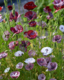Klatschmohn 'Pandora'