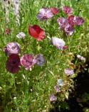 Klatschmohn 'Pandora'