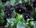Hornveilchen 'Sorbet Black Delight'