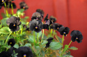 Hornveilchen 'Sorbet Black Delight'
