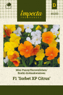 Hornveilchen 'Sorbet XP Citrus'