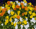 Hornveilchen 'Sorbet XP Citrus'