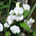 Stauden-Wicke 'White Pearl'