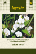 Stauden-Wicke 'White Pearl'