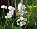 Stauden-Wicke 'White Pearl'