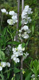 Stauden-Wicke 'White Pearl'