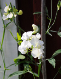 Stauden-Wicke 'White Pearl'