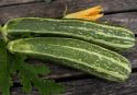 Zucchini 'Verte Non Coureuse d'Italie'