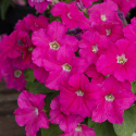 Großblütige Petunie ‘Eagle Pink‘
