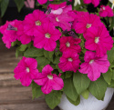 Großblütige Petunie ‘Eagle Pink‘
