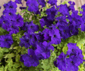 Großblütige Petunie 'Eagle Blue'