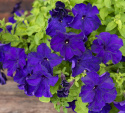 Großblütige Petunie 'Eagle Blue'
