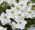 Großblütige Petunie 'Eagle White'
