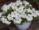 Großblütige Petunie 'Eagle White'
