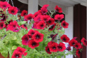 Petunie 'Easy Wave Red Velour'