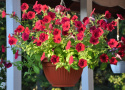 Petunie 'Easy Wave Red Velour'