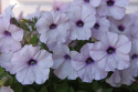Petunie  'Easy Wave Silver'