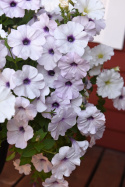 Petunie  'Easy Wave Silver'