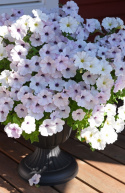 Petunie  'Easy Wave Silver'