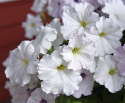 Petunie 'Easy Wave White'
