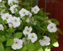 Petunie 'Easy Wave White'