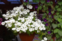 Petunie 'Easy Wave White'
