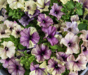 Petunie F1 'Shake Blueberry'