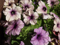 Petunie F1 'Shake Blueberry'