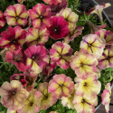 Petunie F1 'Shake Raspberry'