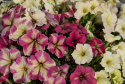 Petunie F1 'Shake Strawberry'