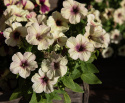 Petunie F1 'Shake Strawberry'